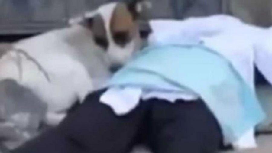 El emotivo video de un perro que llora la muerte de su amo