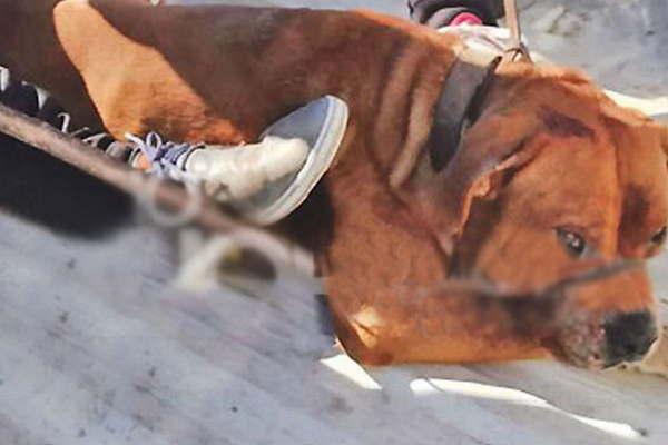 Perro Pitbull provocoacute muacuteltiples heridas a su duentildea y un shock nervioso al marido en el Bdeg Sarmiento