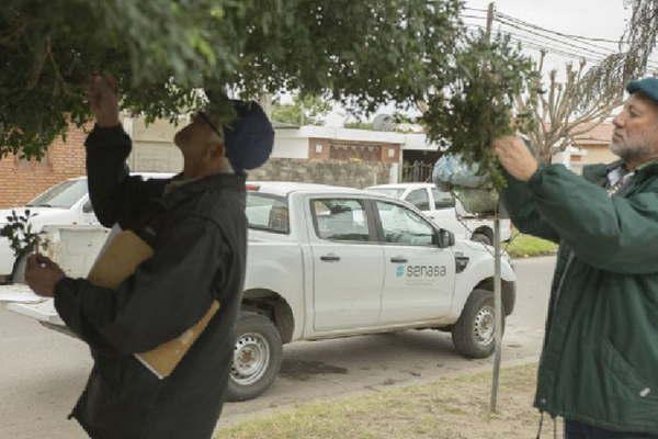 Relevaron 70 manzanas por el HLB pero ahora ampliaraacuten la zona de monitoreo