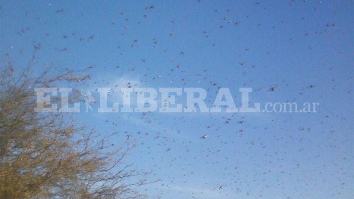 Una nube de langostas cubrioacute a Colonia El Simbolar