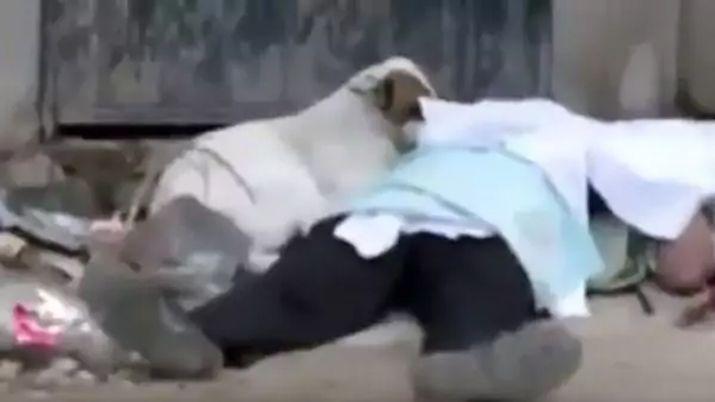 VIDEO  Un perro llora sobre su amo asesinado a balazos