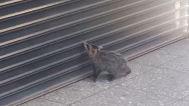 Una comadreja suelta en peatonal de Tucumn