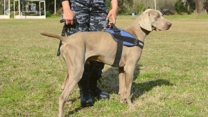 Bruno el perro que investiga el asesinato de Anahiacute