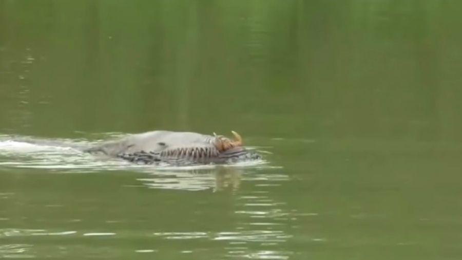 Una extrantildea criatura acuaacutetica sorprende a YouTube