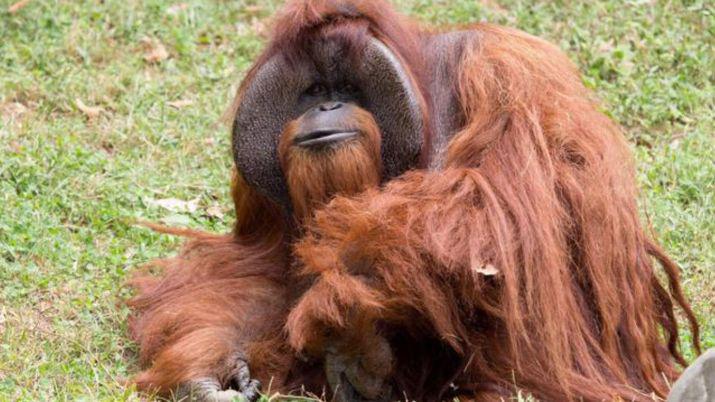 A los 39 antildeos murioacute Chantek el orangutaacuten que fue a la universidad