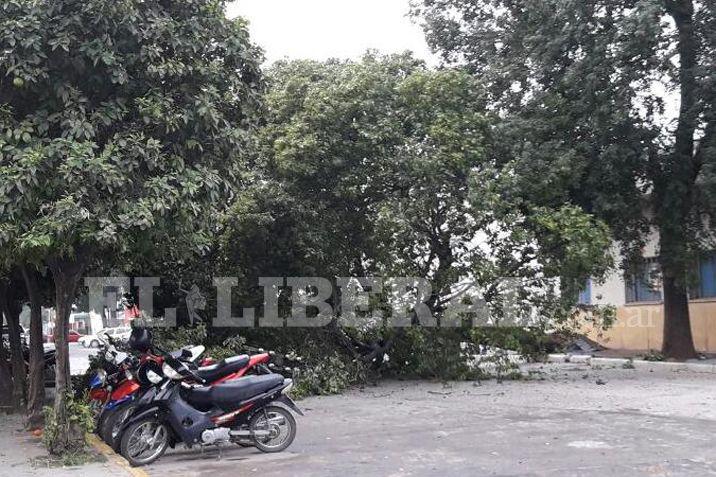 El rbol cayó en medio de la calle
