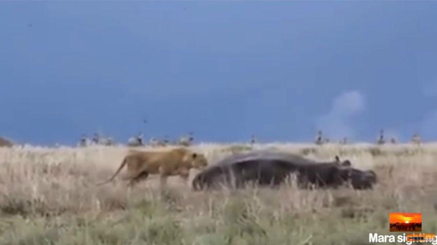 Insoacutelito- Un hipopoacutetamo atacoacute a un leoacuten