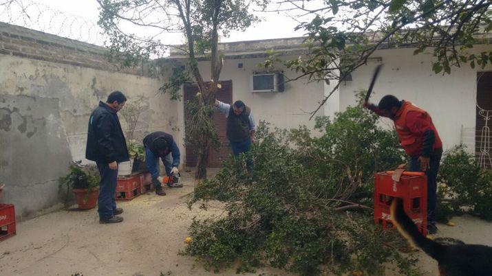 La comuna y Senasa trabajan en conjunto para erradicar plantas con HLB