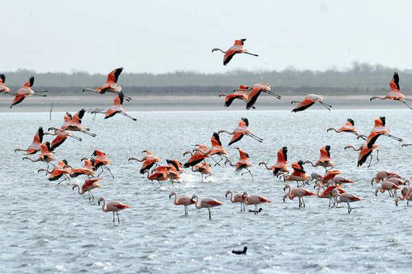 SÍMBOLO El futuro parque nacional Ansenuza alberga a 3 de las 6 especies de flamencos que hay en el mundo Foto- Pablo Rodríguez Merkel