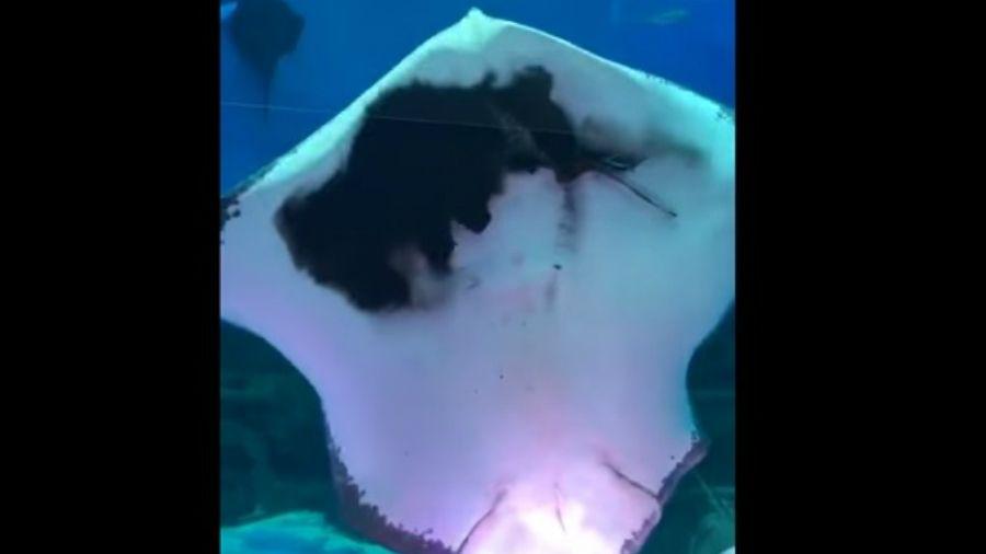 Video- Una raya devora sin piedad a un calamar