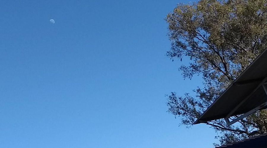 La luna y un caniche presentes en la jornada electoral