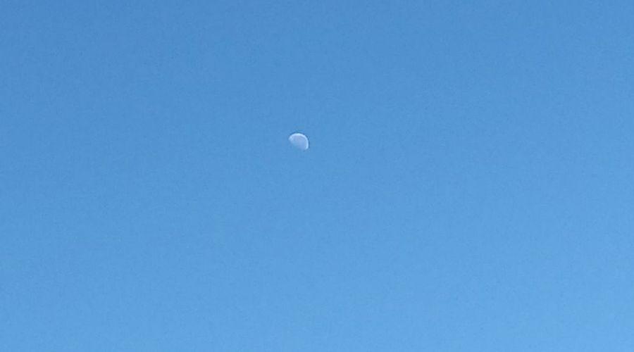 La luna y un caniche presentes en la jornada electoral