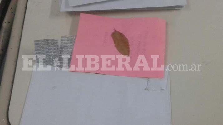 En la escuela Antenor Aacutelvarez votaron por las plantas