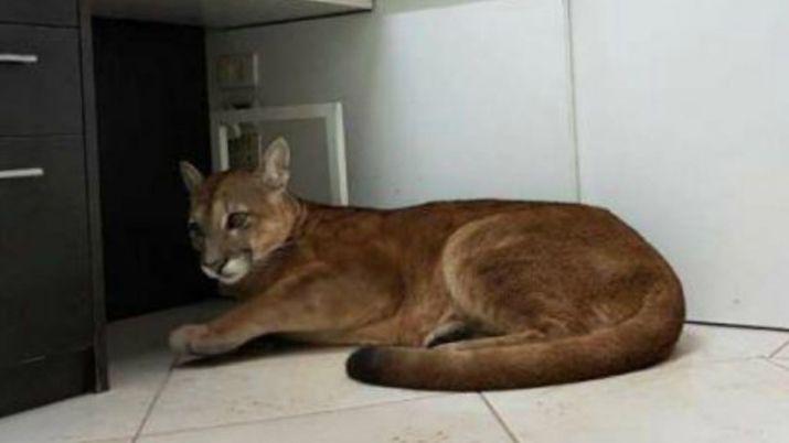 Fueron a trabajar a la oficina y se encontraron con un puma