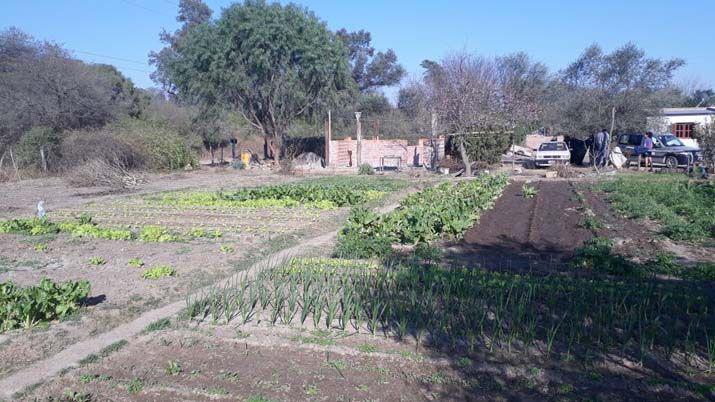 Controlan buen funcionamiento de huertas familiares y evolucioacuten de los cultivos