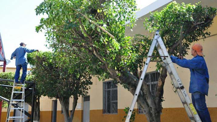 Recomiendan a los vecinos cesar en la poda de aacuterboles