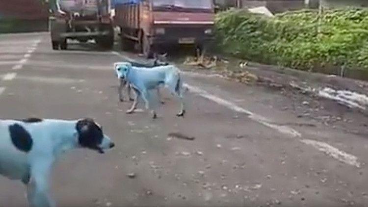 Los perros callejeros de la India se vuelven azules