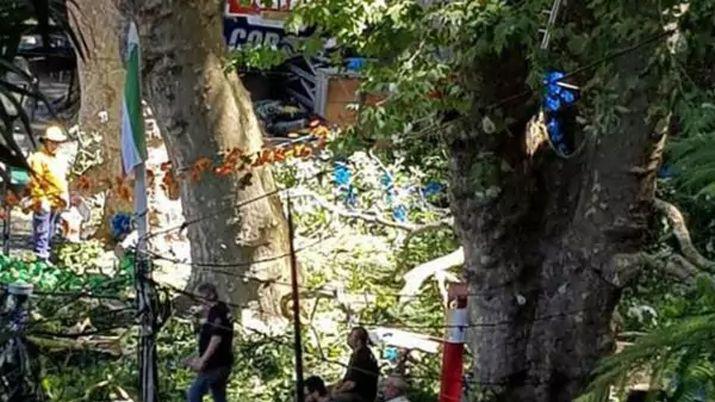 Al menos 11 personas murieron tras la caiacuteda de un gigantesco aacuterbol