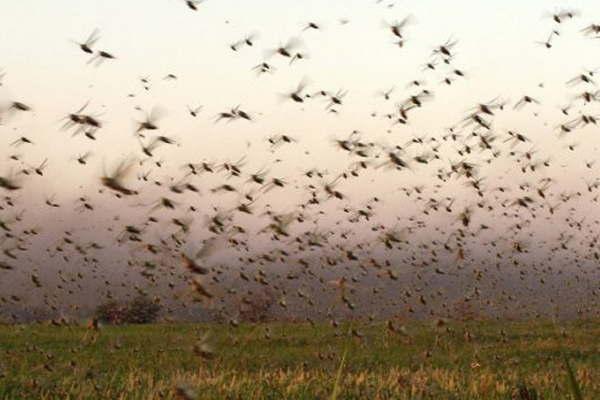 Aseguran que el impacto de la langosta en los cultivos es mínimo