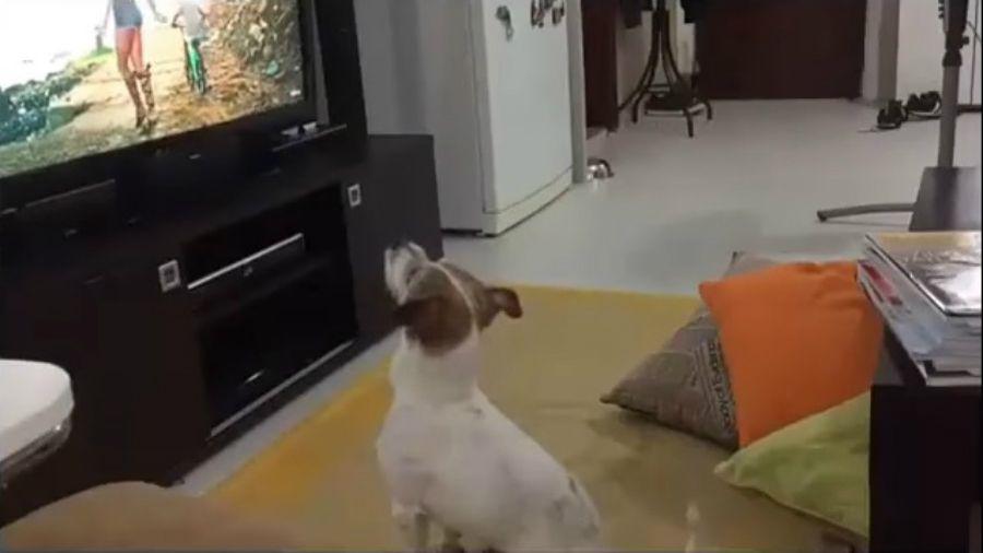 Increiacuteble- Un perro fanaacutetico de Despacito