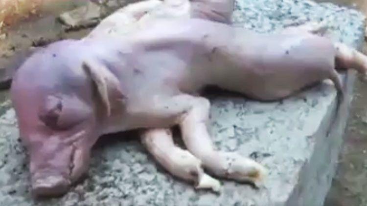 Un cerdo de ocho patas y dos cuerpos sorprende a China