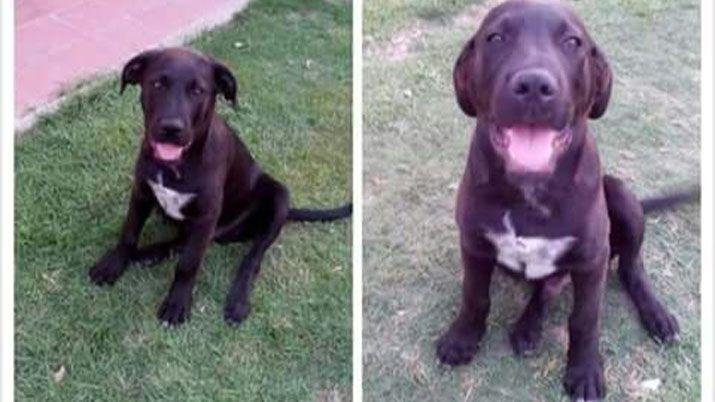 Indignacioacuten en Antildeatuya por la aparicioacuten de perros muertos