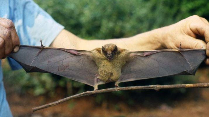 Preocupante- se detectoacute un brote de rabia paresiante en Tucumaacuten