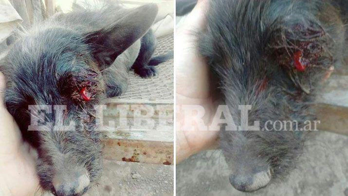 Indignante- un grupo de jóvenes le reventó el ojo a un perrito