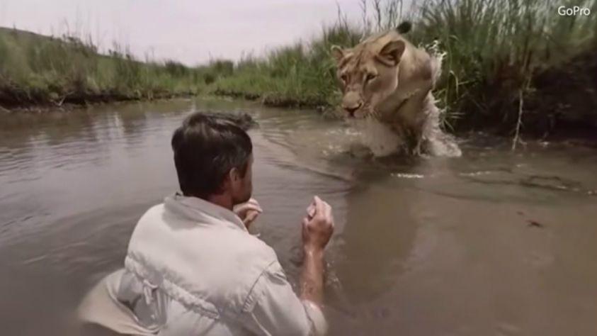 El emotivo abrazo de una leona y el cuidador que la salvoacute