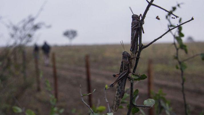 Deteccioacuten de nuevos focos de langostas en el liacutemite Santiago Tucumaacuten y Catamarca