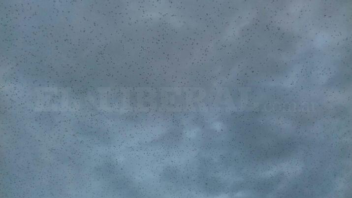 VIDEO  Las langostas llegaron a la localidad de Lavalle