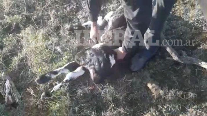 Sumampa- ternero con dos cabezas conmocionó a los lugareños 