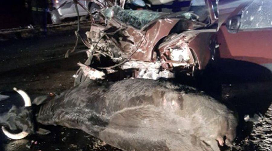 Un camioacuten chocoacute un toro que luego se estrelloacute en otro auto- un muerto