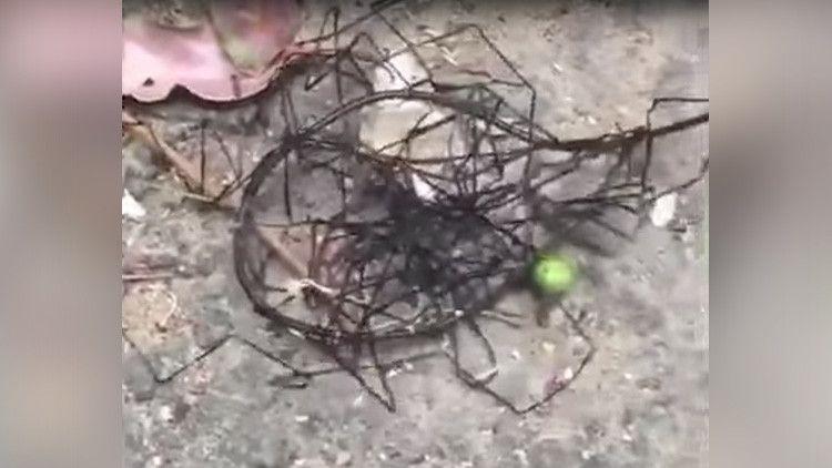 Un extrantildeo y espeluznante animal se arrastra entre unas rocas en Taiwaacuten