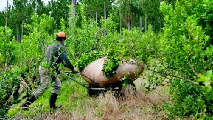 El directorio del Inym fijoacute los precios de la yerba mate con una suba del 235-en-porciento-