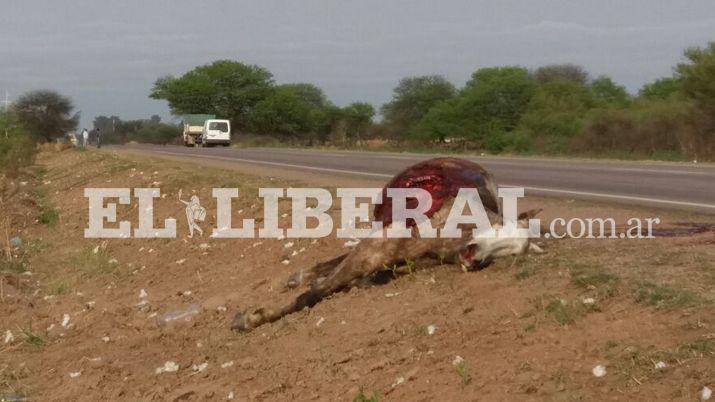 Deportistas salvan milagrosamente sus vidas tras chocar con un equino