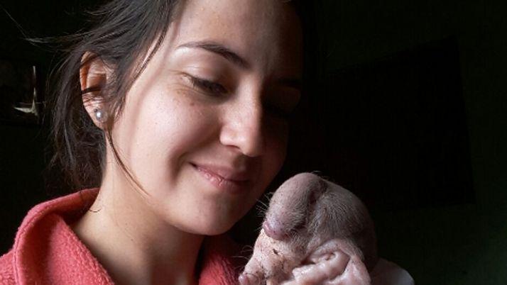 Impactantes imaacutegenes del caso de un chanchoelefante