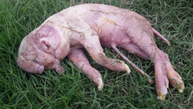 Impactantes imaacutegenes del caso de un chanchoelefante