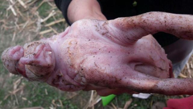 Impactantes imaacutegenes del caso de un chanchoelefante