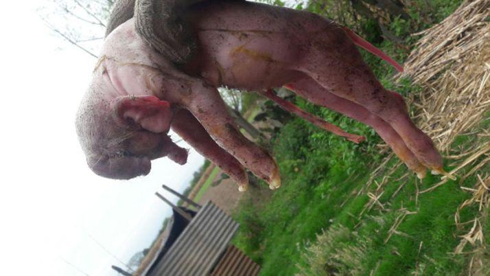 Impactantes imaacutegenes del caso de un chanchoelefante