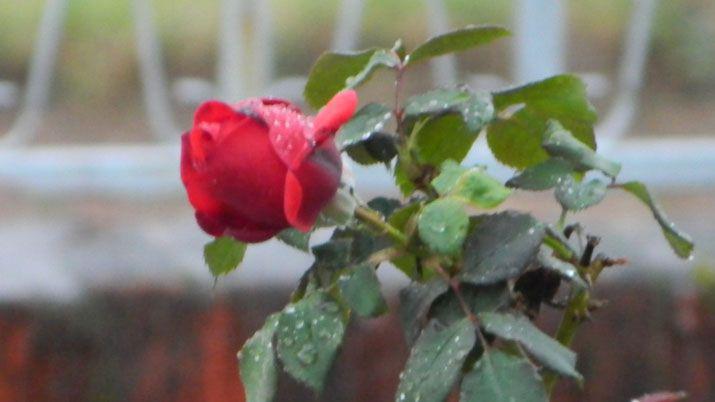 Lluvia y pequentildeo granizo dijeron presente en Choya