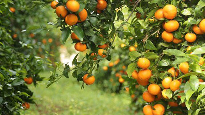 Nena murioacute luego de comer una mandarina que habriacutea sido fumigada