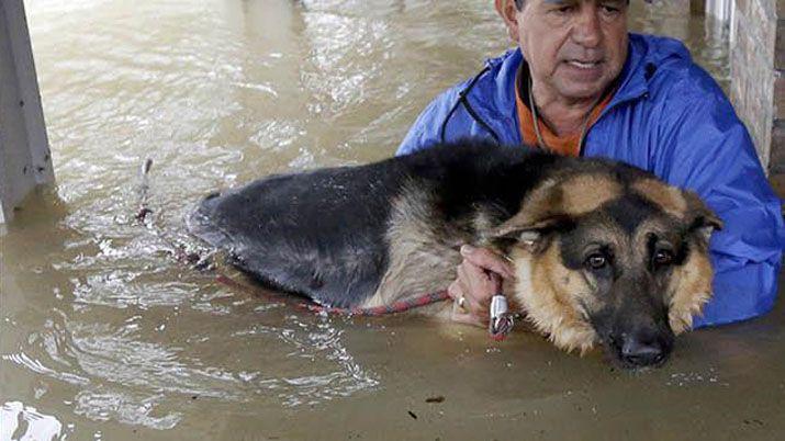 VIDEO  Despueacutes del huracaacuten salioacute a rescatar perros y se hizo viral