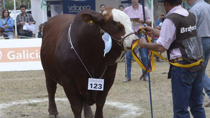 ExpoBRA 2017- una oportunidad para mejorar la geneacutetica en el campo