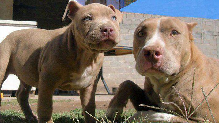 Jubilado murioacute al ser atacado por los pitbulls de su hija