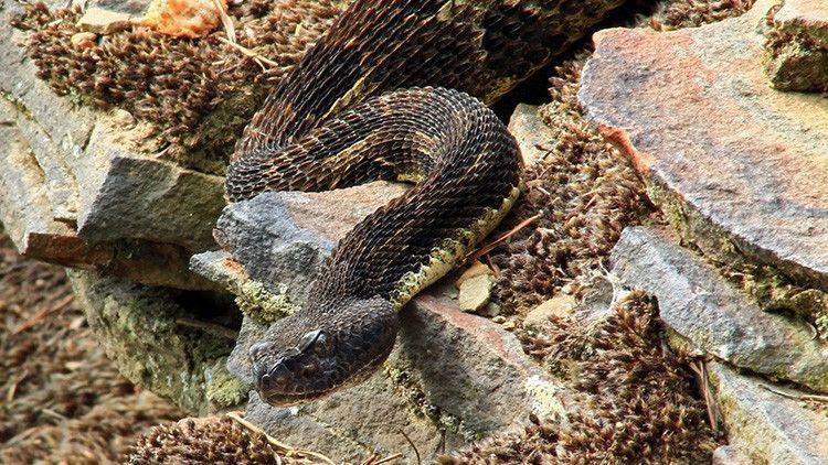 Encuentra una serpiente cascabel de dos cabezas en su trabajo