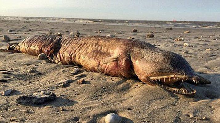 Pasó el Huracn Harvey y apareció una monstruosa criatura