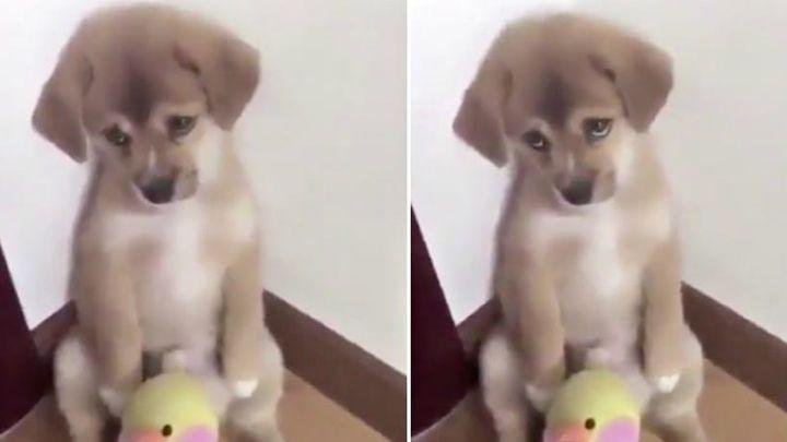 La adorable reaccioacuten de un perro se vuelve viral en Facebook