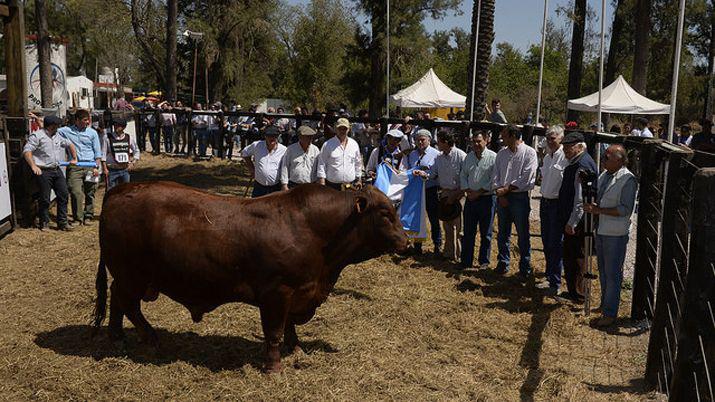 Eligieron los toros campeones en la Expo Bra 2017