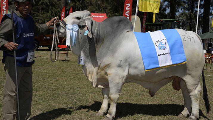 Eligieron los toros campeones en la Expo Bra 2017